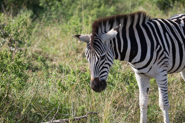 Zebra in Afrika, Hluhluew Park Südafrika