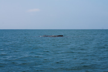 Obraz premium Buckelwal vor Südafrika im Ozean Meer