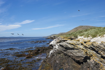 Rocky northern coast of Carcass Island in the Falkland Islands