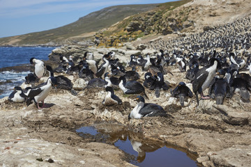 Large breeding colony of Imperial Shag (Phalacrocorax atriceps albiventer) on the coast of Carcass...