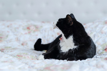 black and white cat is lying on a white blanket with a wide open mouth