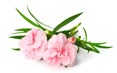 fresh pink carnation flowers isolated on white