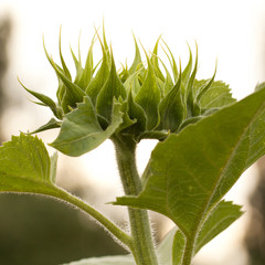 blooming unusual and beautiful sunflower bud