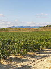Fototapeta na wymiar View of a wineyard in la rioja, Spain