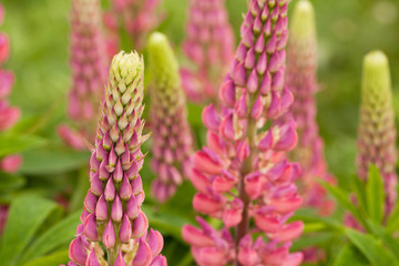 beautiful and unusual inflorescences of pink lupine flowers