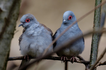 A couple of diamond doves