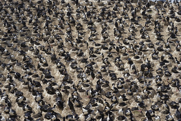 Large breeding colony of Imperial Shag (Phalacrocorax atriceps albiventer) on the coast of Carcass...