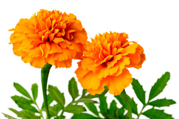 fresh orange marigold flowers isolated on white