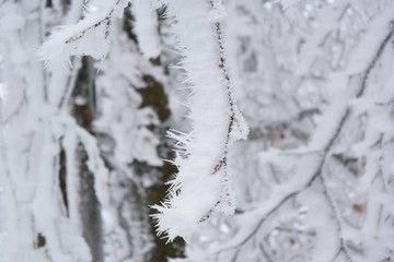 nature enneiger 
