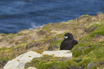 Young Striated Caracara (Phalcoboenus australis) on the cliffs of Carcass Island in the Falkland Islands.