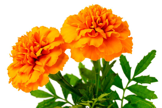 fresh orange marigold flowers isolated on white