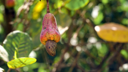 Cashew fruits with nut Anacardium occidentale growing on a tree.Cashew nuts growing on a tree This extraordinary nut grows outside the fruit. Busuanga, Palawan, Philippines
