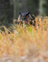 Eagle Owl sitting in the old grass