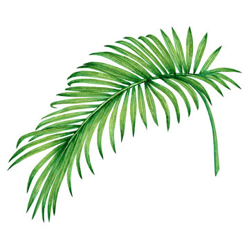 Watercolor painting coconut, palm leaf,green leave isolated on white background.Watercolor hand painted illustration tropical exotic leaf for wallpaper vintage Hawaii style pattern.With clipping path