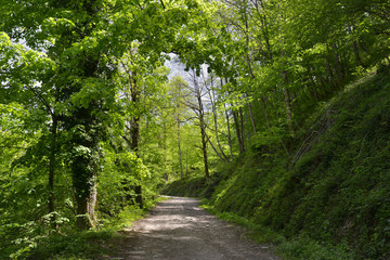 Sur le chemin de la cascade d'Ars à Aulus-les-Bains (09140), département de l'Ariège en région Occitanie, France