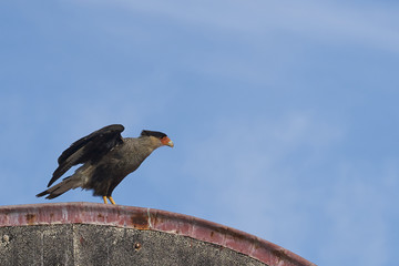 Southern Caracara (Caracara plancus) taking off from a building on Carcass Island in the Falkland Islands.