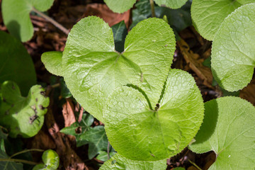 Ivy Leaves