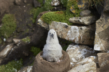 Chick of a Black-browed Albatross (Thalassarche melanophrys) sitting on its nest on the cliffs of West Point Island in the Falkland Islands.