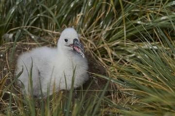 Chick of a Black-browed Albatross (Thalassarche melanophrys) sitting on its nest on the cliffs of West Point Island in the Falkland Islands.