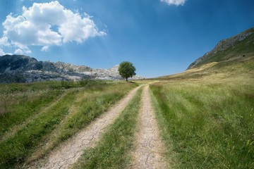 Fototapeta na wymiar Tire Tracks And Lonely Tree In Montenegro Mountain