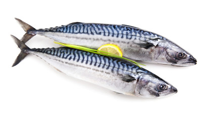 Mackerel raw fishh isolated.