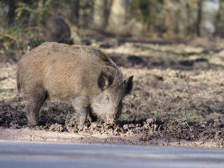 Wild boar, Sus scrofa