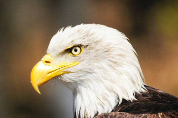 american eagle