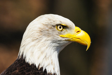 american eagle