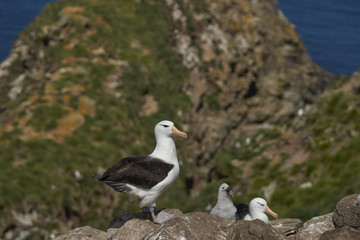 Colony of Black-browed Albatross (Thalassarche melanophrys) nesting on the cliffs of West Point Island in the Falkland Islands.