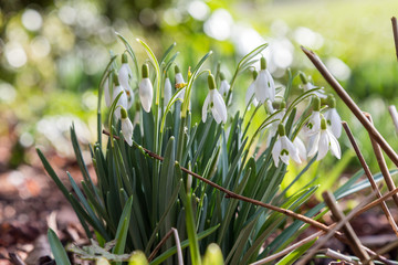 Snowdrops