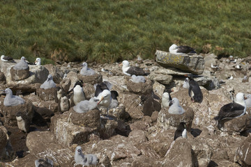 Black-browed Albatross (Thalassarche melanophrys) nesting alongside Rockhopper Penguins (Eudyptes chrysocome) on the cliffs of West Point Island in the Falkland Islands.