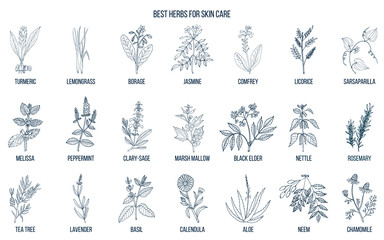 Fototapeta na wymiar Collection of best herbs for skin care