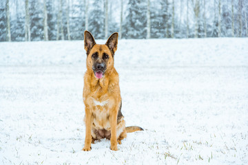 German shepherd dog possing outdoor at winter