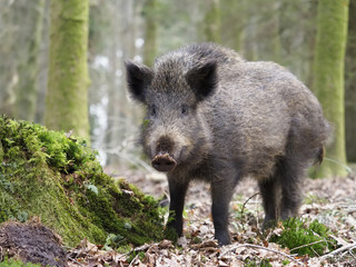 Fototapeta na wymiar Wild boar, Sus scrofa