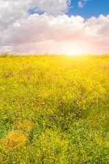 Obraz premium Summer day. colorful flowers with blue sky with clouds