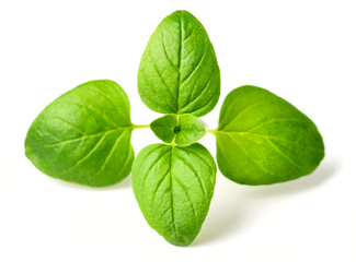 fresh oregano leaves isolated on white