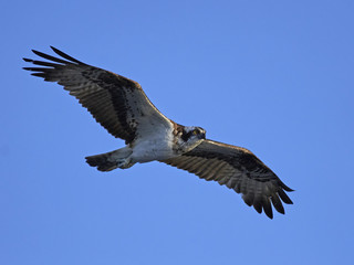 Osprey (Pandion haliaetus)