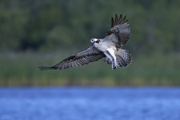 Osprey (Pandion haliaetus)