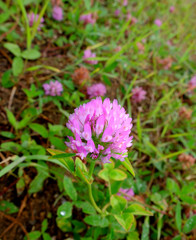 Obraz premium Clover flower on the meadow up close