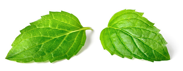 fresh peppermint leaves isolated on white