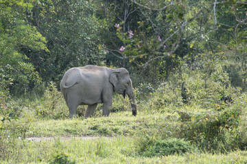 Naklejka premium Asiatic Elephant is big five animal in asia