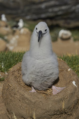 Chick of a Black-browed Albatross (Thalassarche melanophrys) sitting on its nest on the cliffs of West Point Island in the Falkland Islands.