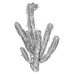 Wild cactus. Hand drawn prickly cacti. Terrarium Succulent flower. Wild floral exotic tropical plant. Vector.