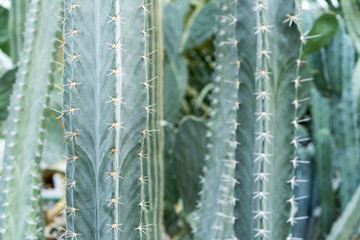 Grove of big green cactus