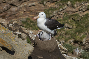 Naklejka premium Black-browed Albatross (Thalassarche melanophrys) sitting on its chick in a nest on the cliffs of West Point Island in the Falkland Islands.