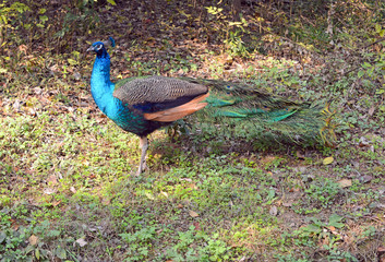 Obraz premium Peafowl or peacock showing off its vibrant colors