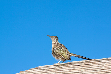 Rooftop Roadrunner