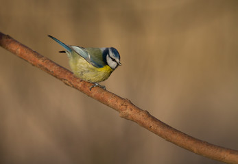 Blue Tit on Branch, Common Garden Bird