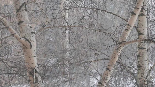 Falling snow among the birches. Slow motion. In the frame a titmouse flies from branch to branch