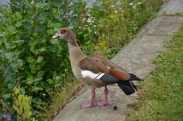 Young duck walking at river Main